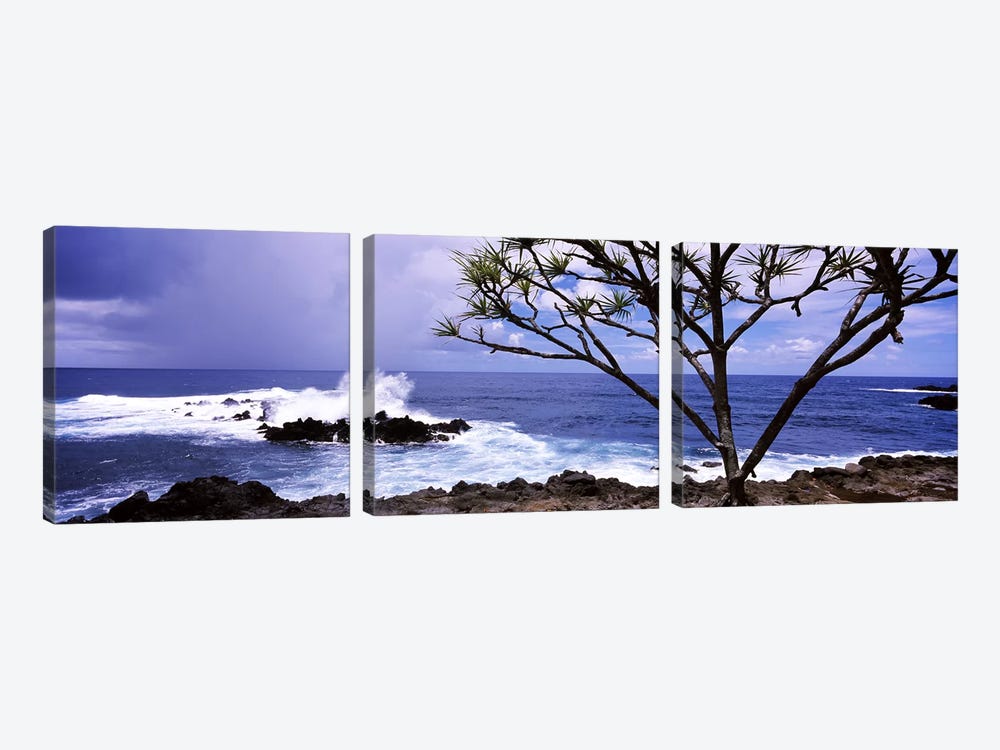 Tree on the coast, Honolulu Nui Bay, Nahiku, Maui, Hawaii, USA by Panoramic Images 3-piece Canvas Wall Art