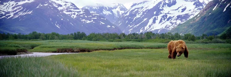 Grizzly bear (Ursus arctos horribilis) grazing in a field, Kukak Bay, Katmai National Park, Alaska, USA