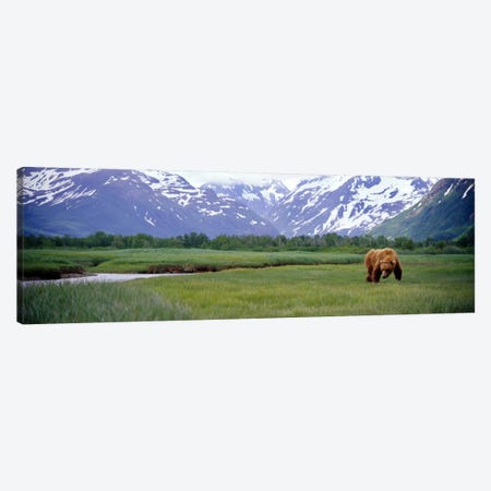 Grizzly bear (Ursus arctos horribilis) grazing in a field, Kukak Bay, Katmai National Park, Alaska, USA Canvas Print #PIM7108} by Panoramic Images Canvas Artwork
