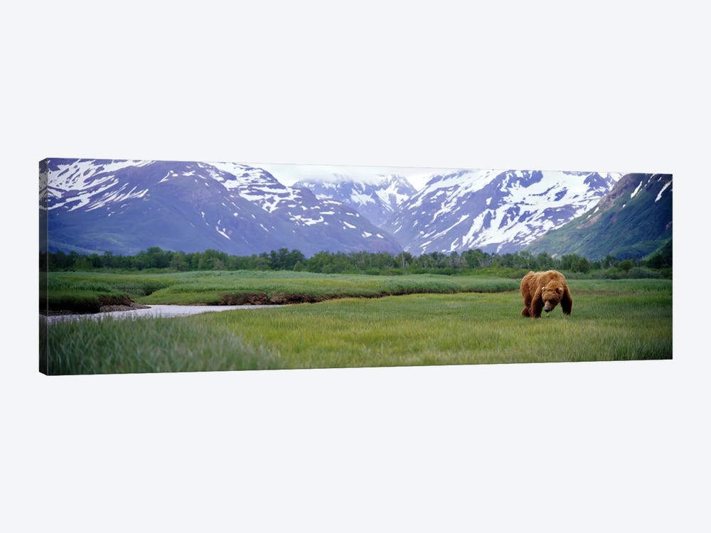 Grizzly bear (Ursus arctos horribilis) grazing in a field, Kukak Bay, Katmai National Park, Alaska, USA by Panoramic Images 1-piece Art Print
