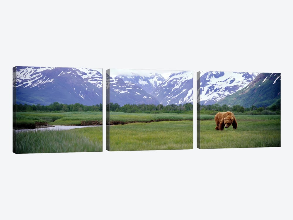 Grizzly bear (Ursus arctos horribilis) grazing in a field, Kukak Bay, Katmai National Park, Alaska, USA by Panoramic Images 3-piece Canvas Art Print