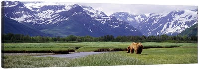 Grizzly bear (Ursus arctos horribilis) grazing in a field, Kukak Bay, Katmai National Park, Alaska, USA #2 Canvas Art Print