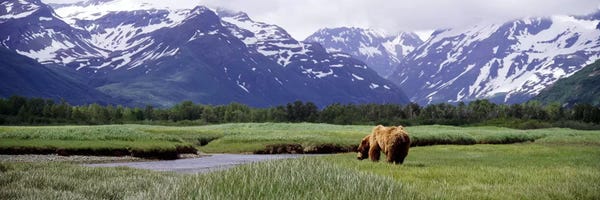 Alaska: Grizzly bear (Ursus arctos horribilis) grazing in a field, Kukak Bay, Katmai National Park, Alaska, USA #2 by Panoramic Images