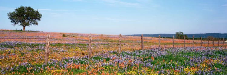 Field Of Wildflowers, Texas Hill Country, Texas, USA by Panoramic Images wall art