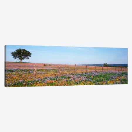 Field Of Wildflowers, Texas Hill Country, Texas, USA Canvas Print #PIM710} by Panoramic Images Canvas Art