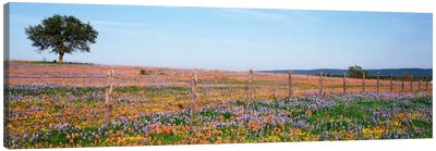 Field Of Wildflowers, Texas Hill Country, Texas, USA Canvas Art Print - Bluebonnet Art