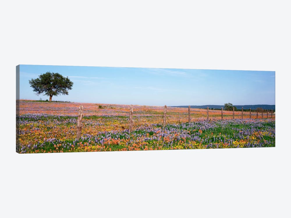 Field Of Wildflowers, Texas Hill Country, Texas, USA by Panoramic Images 1-piece Canvas Artwork