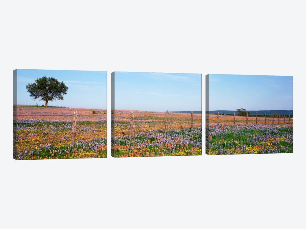 Field Of Wildflowers, Texas Hill Country, Texas, USA by Panoramic Images 3-piece Canvas Art