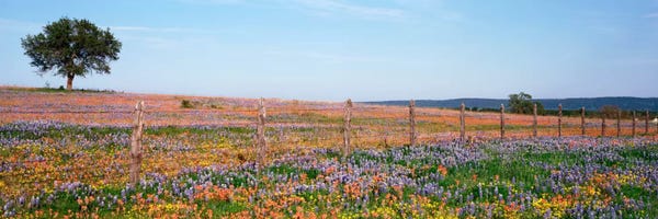 Panoramic Images: Field Of Wildflowers, Texas Hill Country, Texas, USA by Panoramic Images
