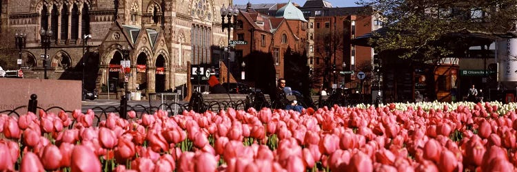 Tulips in a garden with Old South Church in the backgroundCopley Square, Boston, Suffolk County, Massachusetts, USA