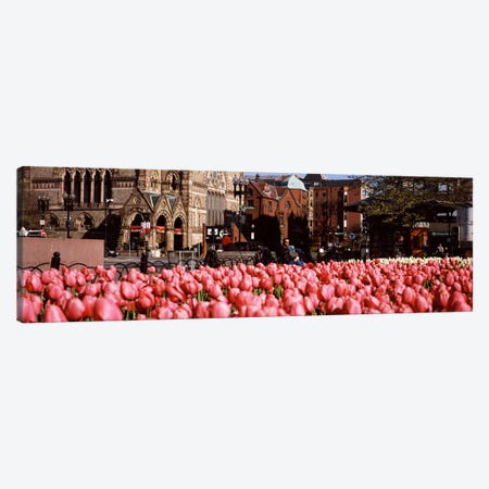 Tulips in a garden with Old South Church in the backgroundCopley Square, Boston, Suffolk County, Massachusetts, USA Canvas Print #PIM7129} by Panoramic Images Canvas Wall Art
