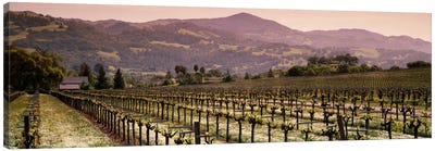 Vineyard Landscape, Asti, Alexander Valley APA, Sonoma County, California, USA Canvas Art Print - Wine Art