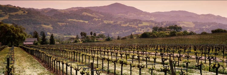 Vineyard Landscape, Asti, Alexander Valley APA, Sonoma County, California, USA