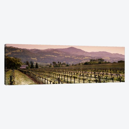 Vineyard Landscape, Asti, Alexander Valley APA, Sonoma County, California, USA Canvas Print #PIM714} by Panoramic Images Canvas Print
