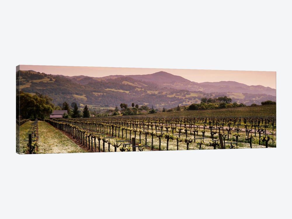 Vineyard Landscape, Asti, Alexander Valley APA, Sonoma County, California, USA 1-piece Canvas Art