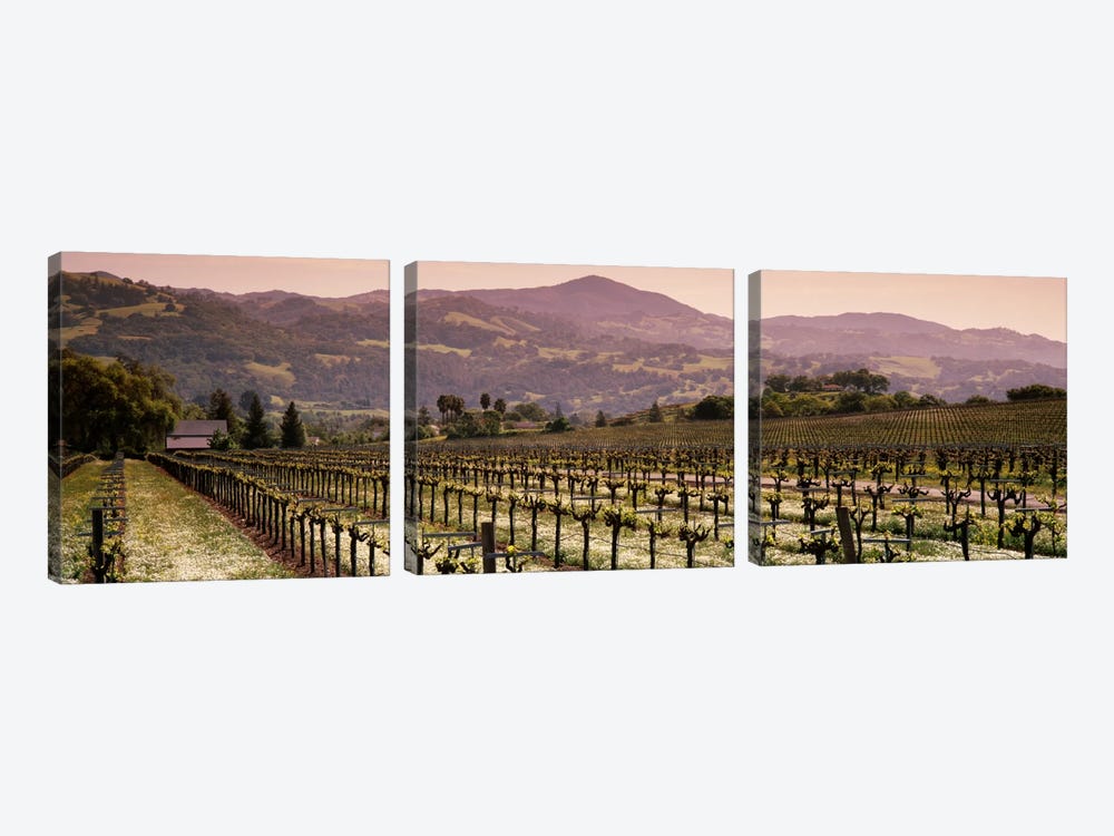 Vineyard Landscape, Asti, Alexander Valley APA, Sonoma County, California, USA 3-piece Canvas Artwork