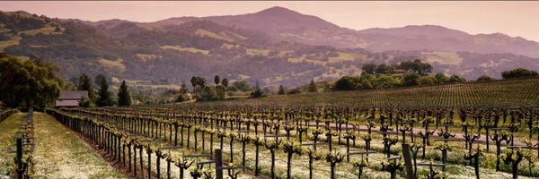 Vineyards: Vineyard Landscape, Asti, Alexander Valley APA, Sonoma County, California, USA by Panoramic Images
