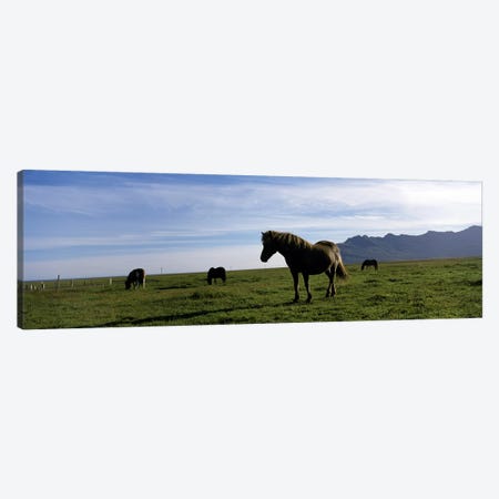 Icelandic horses in a field, Svinafell, Iceland Canvas Print #PIM7156} by Panoramic Images Canvas Artwork