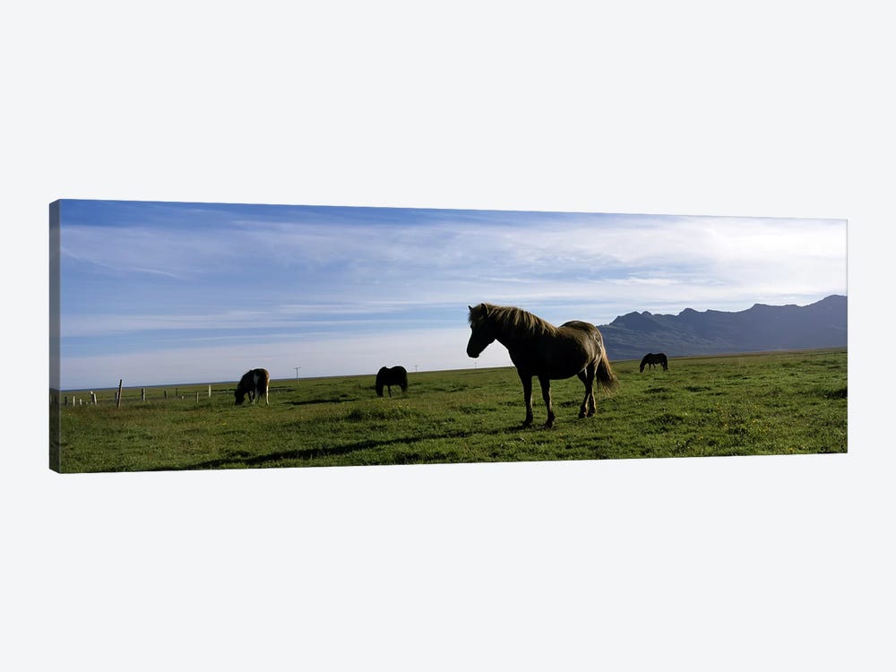 Icelandic horses in a field, Svinafell, Iceland by Panoramic Images 1-piece Canvas Art