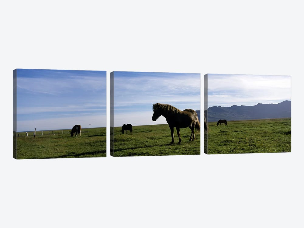 Icelandic horses in a field, Svinafell, Iceland by Panoramic Images 3-piece Canvas Art