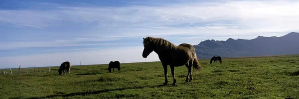 Iceland: Icelandic horses in a field, Svinafell, Iceland by Panoramic Images