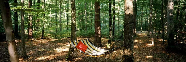 Baden-Wurttemberg: Hammock in a forest, Baden-Wurttemberg, Germany by Panoramic Images