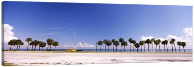 Palm trees at the roadside, Interstate 275, Tampa Bay, Gulf of Mexico, Florida, USA Canvas Art Print