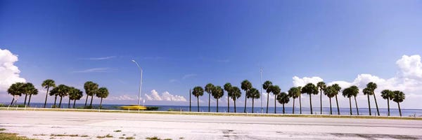 Gulf Of Mexico: Palm trees at the roadside, Interstate 275, Tampa Bay, Gulf of Mexico, Florida, USA by Panoramic Images