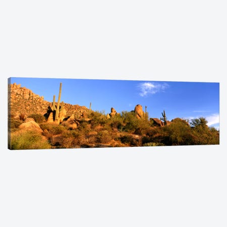 Desert Landscape, Sonoran Desert, Arizona, United States Canvas Print #PIM716} by Panoramic Images Canvas Art Print