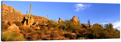 Desert Landscape, Sonoran Desert, Arizona, United States Canvas Art Print - Arizona Art