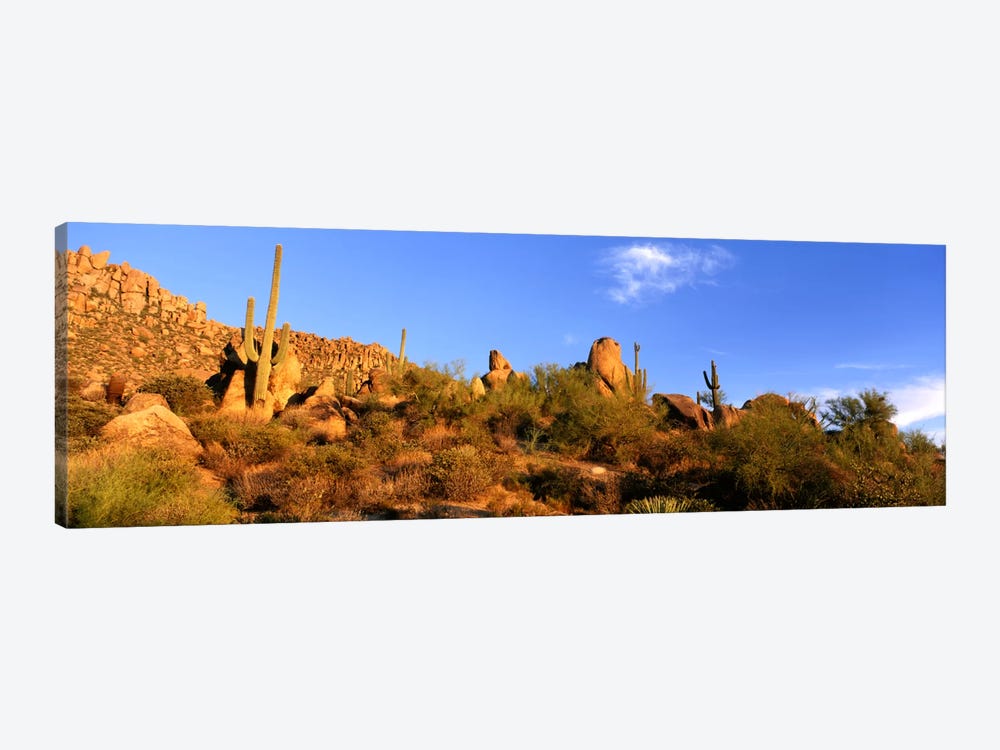 Desert Landscape, Sonoran Desert, Arizona, United States by Panoramic Images 1-piece Canvas Artwork