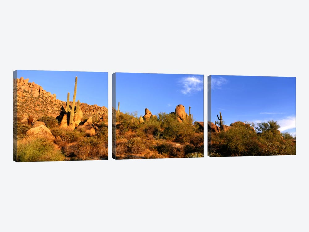Desert Landscape, Sonoran Desert, Arizona, United States by Panoramic Images 3-piece Canvas Wall Art