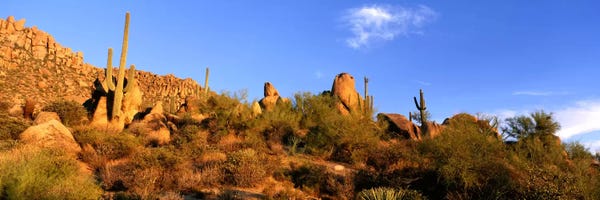 Panoramic Images: Desert Landscape, Sonoran Desert, Arizona, United States by Panoramic Images