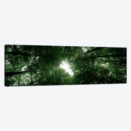 Low angle view of beech trees, Baden-Wurttemberg, Germany Canvas Print #PIM7176} by Panoramic Images Canvas Wall Art