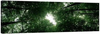 Low angle view of beech trees, Baden-Wurttemberg, Germany Canvas Art Print - Tree Close-Up Art