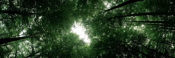 Beech Trees: Low angle view of beech trees, Baden-Wurttemberg, Germany by Panoramic Images