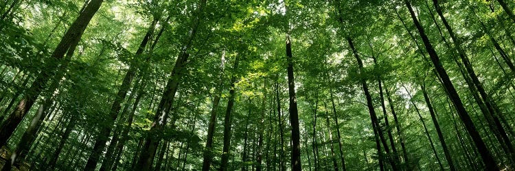 Low angle view of beech trees, Baden-Wurttemberg, Germany #2 by Panoramic Images wall art