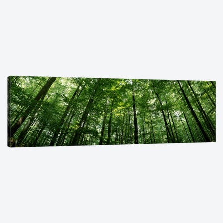 Low angle view of beech trees, Baden-Wurttemberg, Germany #2 Canvas Print #PIM7177} by Panoramic Images Canvas Artwork
