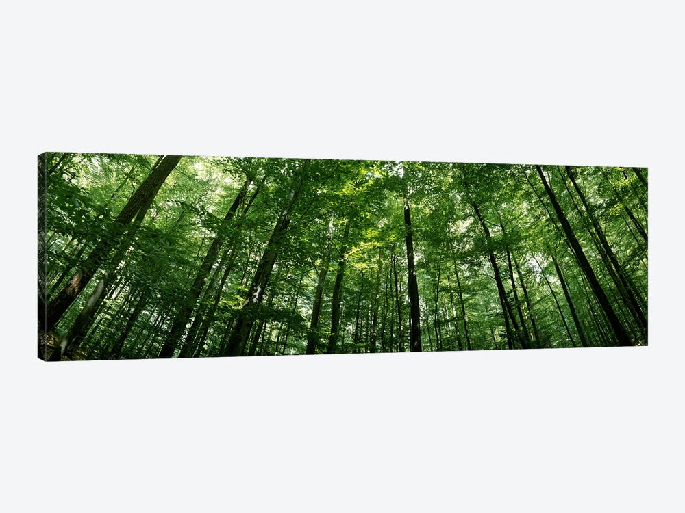 Low angle view of beech trees, Baden-Wurttemberg, Germany #2 by Panoramic Images 1-piece Art Print