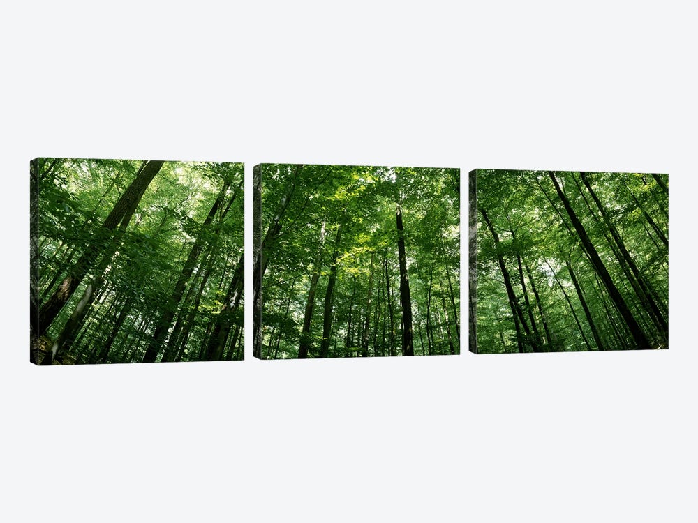 Low angle view of beech trees, Baden-Wurttemberg, Germany #2 by Panoramic Images 3-piece Canvas Art Print