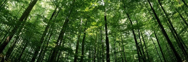 Nature Close-Ups: Low angle view of beech trees, Baden-Wurttemberg, Germany #2 by Panoramic Images