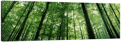 Low angle view of beech trees, Baden-Wurttemberg, Germany #3 Canvas Art Print - Spring Art
