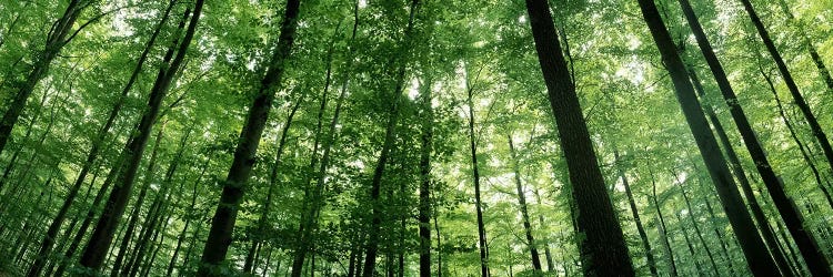 Low angle view of beech trees, Baden-Wurttemberg, Germany #3 by Panoramic Images wall art