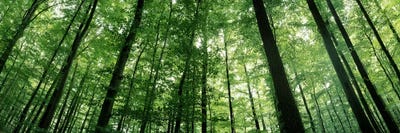 Beech Trees