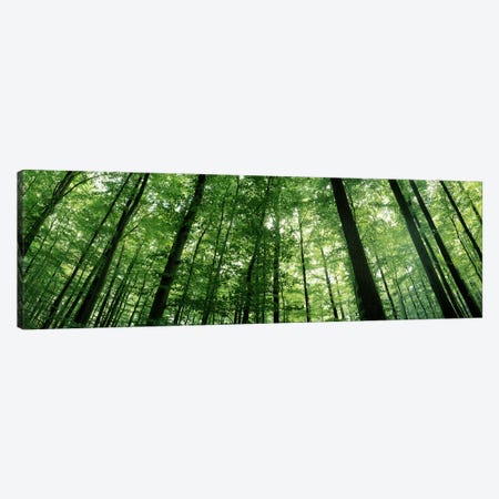 Low angle view of beech trees, Baden-Wurttemberg, Germany #3 Canvas Print #PIM7178} by Panoramic Images Canvas Art Print