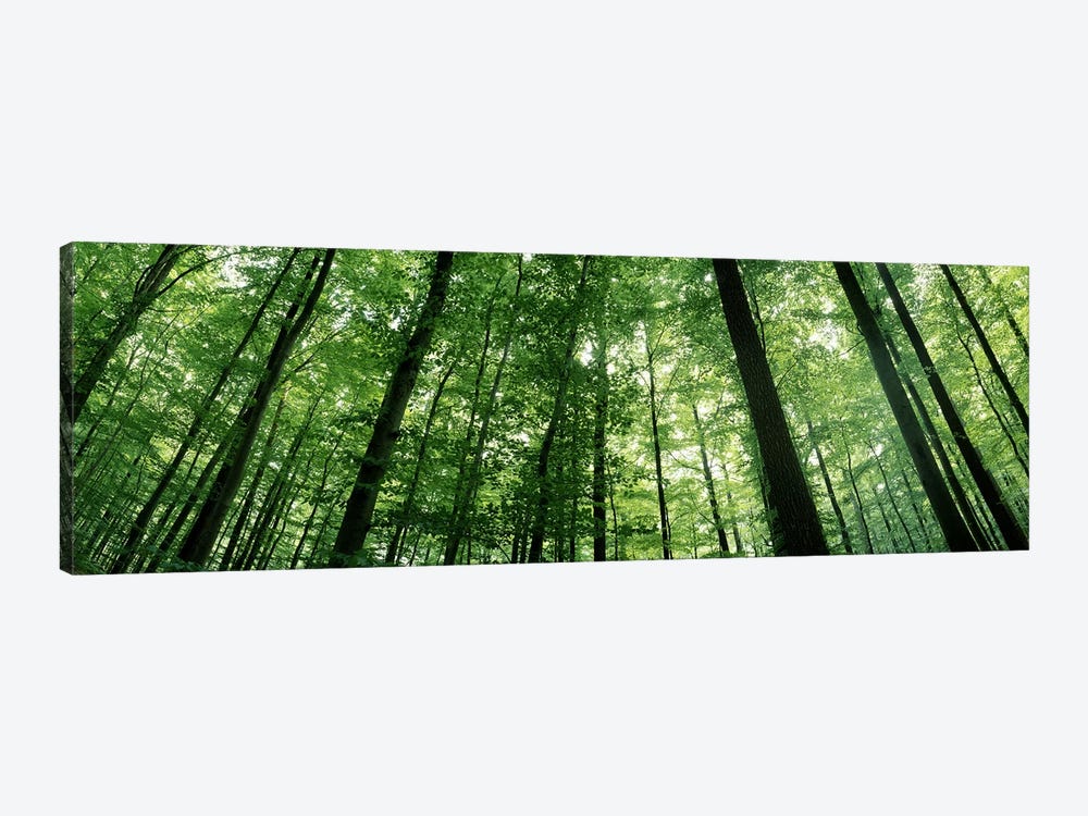 Low angle view of beech trees, Baden-Wurttemberg, Germany #3 by Panoramic Images 1-piece Canvas Wall Art
