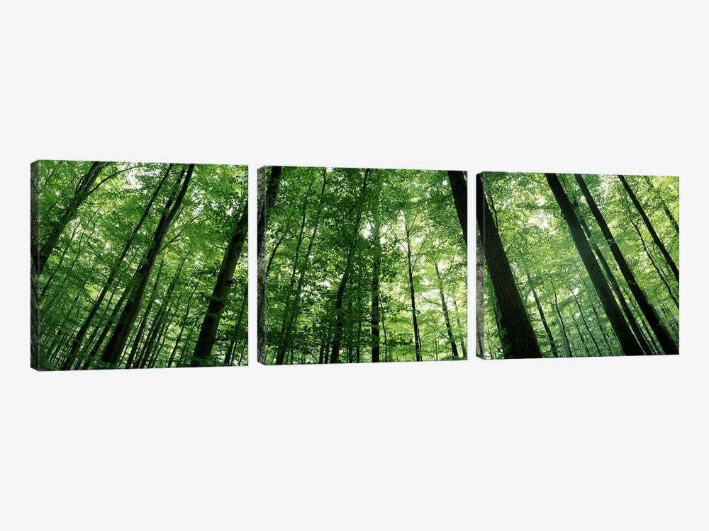 Low angle view of beech trees, Baden-Wurttemberg, Germany #3 by Panoramic Images 3-piece Canvas Wall Art