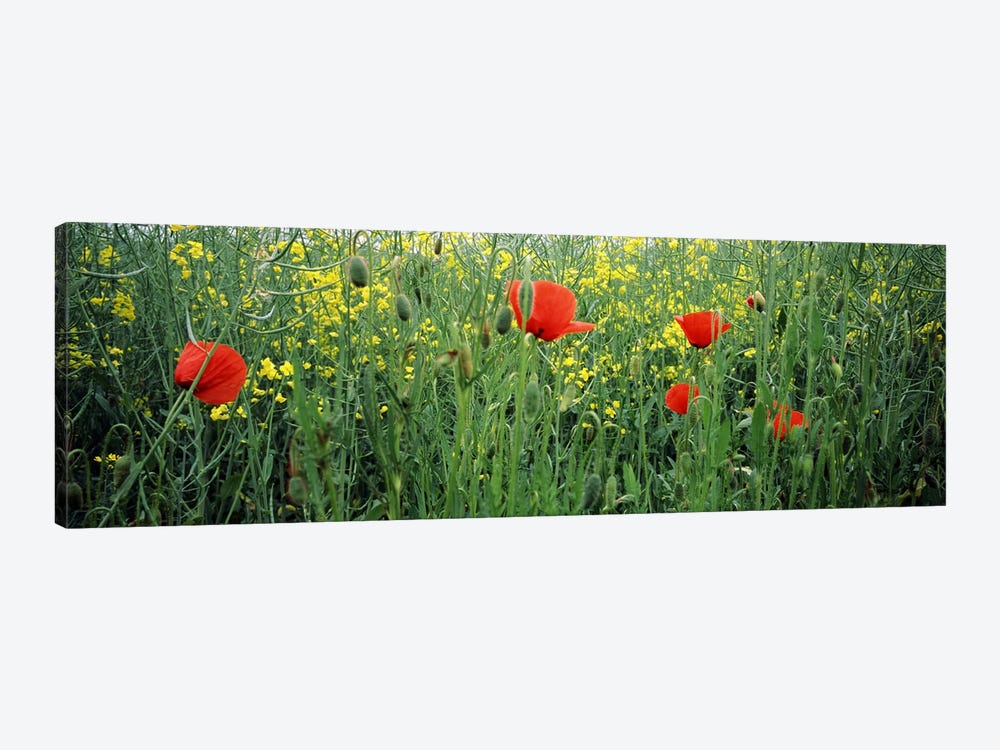 Poppies blooming in oilseed rape (Brassica napus) field, Baden-Wurttemberg, Germany by Panoramic Images 1-piece Art Print