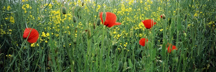 Poppies blooming in oilseed rape (Brassica napus) field, Baden-Wurttemberg, Germany