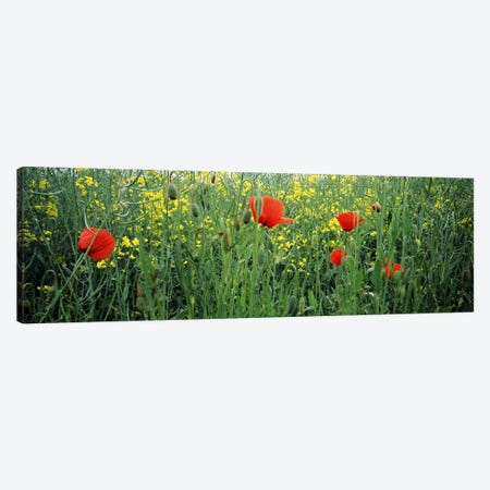 Poppies blooming in oilseed rape (Brassica napus) field, Baden-Wurttemberg, Germany Canvas Print #PIM7179} by Panoramic Images Canvas Print